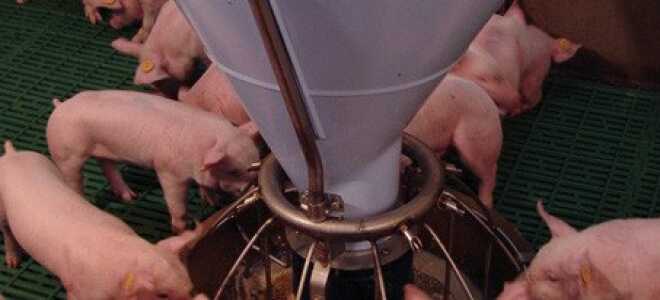 Откорм свиней в домашних условиях: комбикорм, премиксы, кормовые добавки, рацион