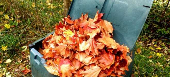 Готовь компост с осени: лучшее время для заготовки органического удобрения