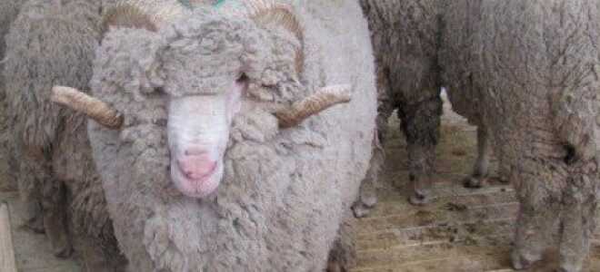 Мериносы – порода овец в волшебных шубках