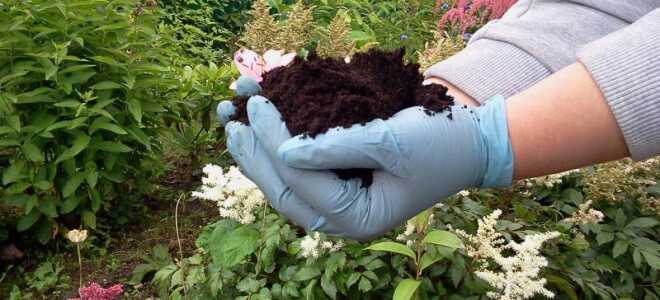 Как определить кислотность почвы самостоятельно: по сорнякам, народными и другими средствами, как её изменить