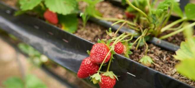 Спелая клубника зимой за 7 простых шагов: выращиваем ягоду дома круглый год