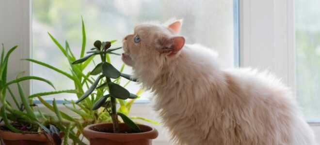 12 комнатных растений безопасных для животных
