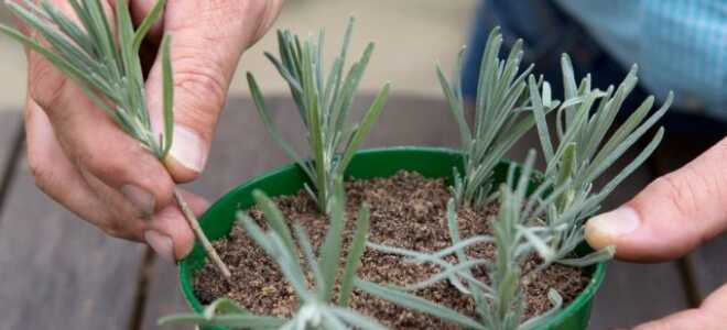 Для чего и как я использую гуматы?