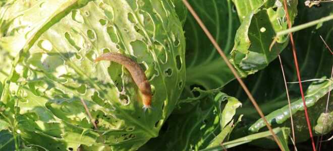 Спасите урожай капусты от слизней — эффективные методы борьбы с моллюсками