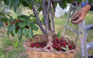 Можно ли вырастить вкусную черешню в Подмосковье?