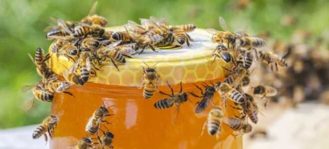 Практический опыт пчеловода — от покупки пчёл до первого мёда