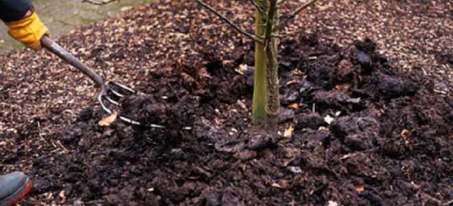 Как посадить вишню осенью — правильная посадка саженцев