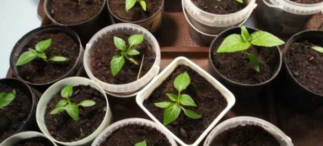 Благоприятные дни для посадки перцев в 2017 году по лунному календарю