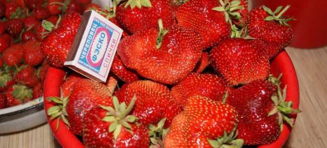 Клубника (земляника) Чамора Туруси: описание сорта, особенности ухода, отзывы, фото