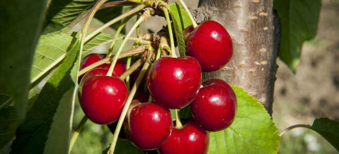 Черешня Свитхарт: описание сорта + фото, отзывы