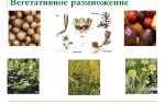 Вегетативное размножение растений