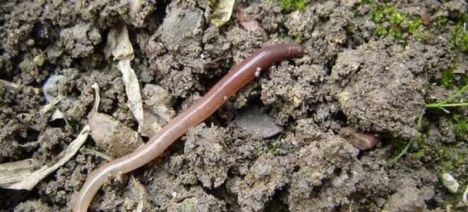 Дождевые черви  — невидимые пахари