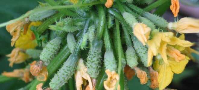 Завязи огурцов не растут: почему, что делать