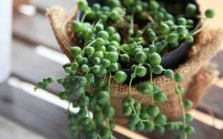 5 очень необычных суккулентов