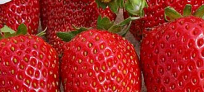 Всё о садовой землянике (клубнике) сорта Азия — описание, посадка, уход и другие нюансы + фото