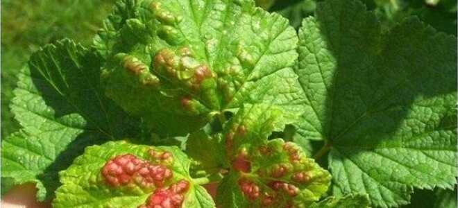 Красные пятна на листьях смородины: причины появления, что делать
