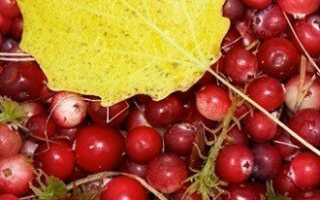 Какие имеет клюква полезные свойства, и какой может нанести вред?