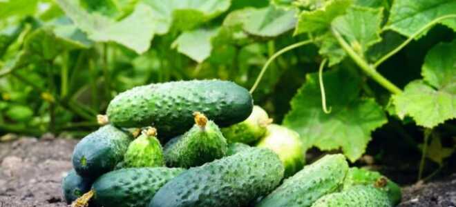Огурцы партенокарпические — лучшие гибриды и секреты обильного урожая