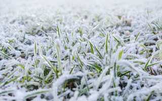 Уход за газоном осенью для идеальной зимовки — полный справочник