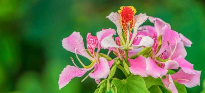 Баухиния — как вырастить дома орхидейное дерево?