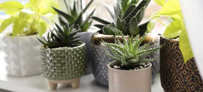 Лучшие комнатные растения для южных подоконников