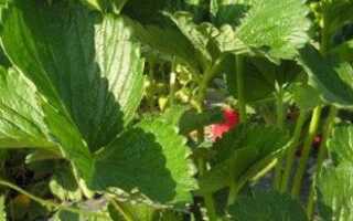 Выращивание клубники в теплице или закрытом грунте