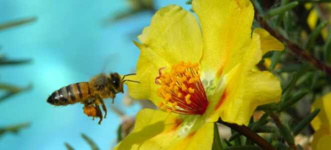 Главный медосбор