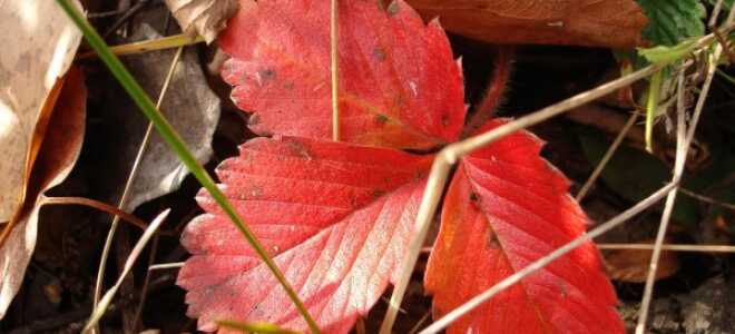 Краснеют листья у клубники: почему, что делать