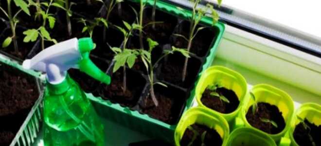 Пикировка томатов: как пикировать рассаду, прищипывать ли корень