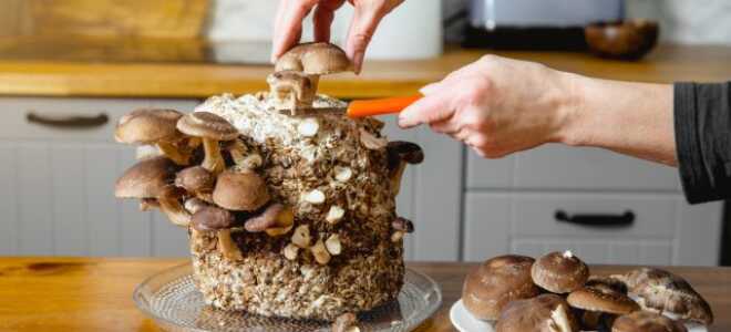 Домашняя ферма грибов: как за 6 шагов вырастить собственные грибы