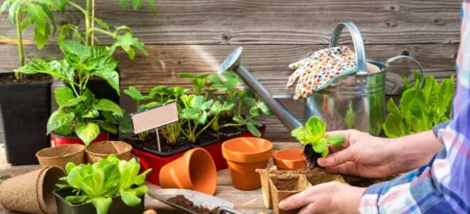 Лунный календарь садовода и огородника на апрель 2023