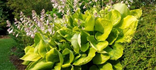 Гигантские хосты — великолепные акценты для маленьких и больших садов