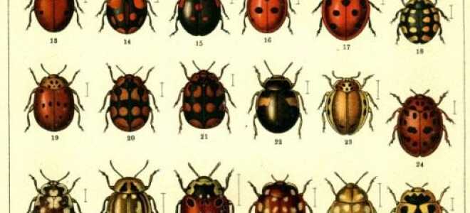 Секрет божьей коровки