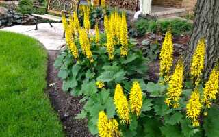 Виды и сорта бузульника (лигулярии): большая подборка фото