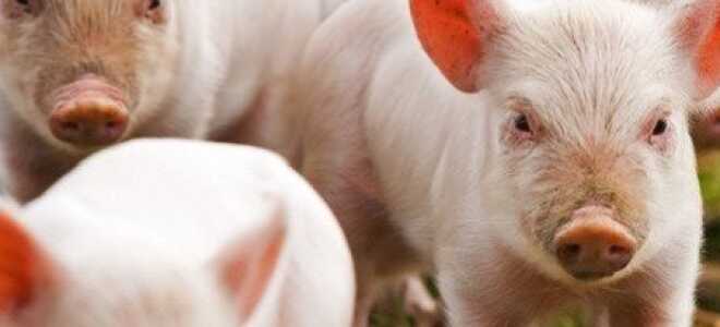 Разведение свиней, как бизнес — выгодно ли разводить свиней