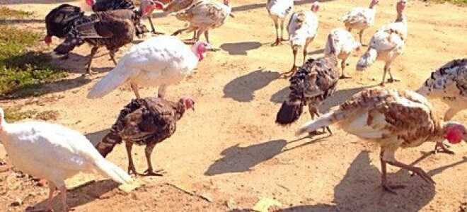 Откорм индюков в домашних условиях: виды мясных пород, способы кормления