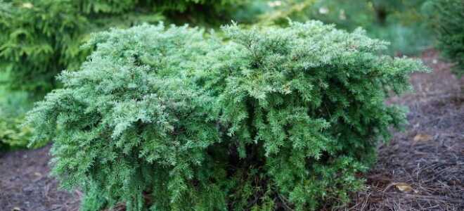 5 необычных хвойных растений для средней полосы
