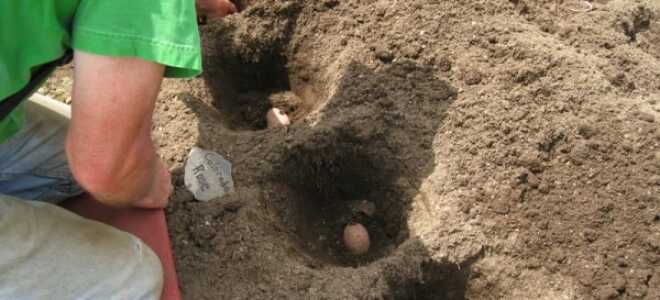 Благоприятные дни для посадки картофеля в 2017 по лунному календарю