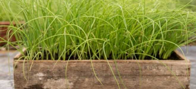 Рассада лука-порея — от посева семян до высадки в грунт