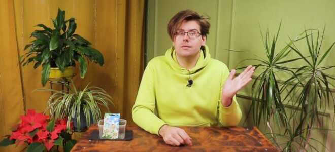 Как выращивать пассифлору в домашних условиях?