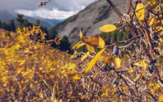 Все особенности обрезки жимолости осенью — улучшаем урожайность куста