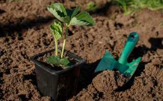 Какой способ размножения клубники лучше — рожки, фриго, микроклоны, семена?