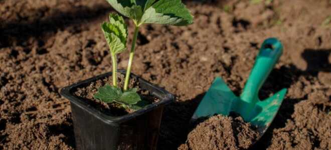 Какой способ размножения клубники лучше — рожки, фриго, микроклоны, семена?