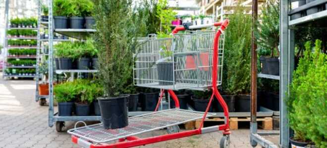 Не сажайте крупномеры: чем плохи взрослые саженцы