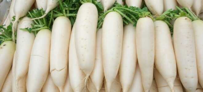 Дайкон японский