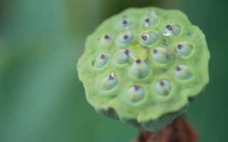 Это можно есть? Самые удивительные плоды и семена растений