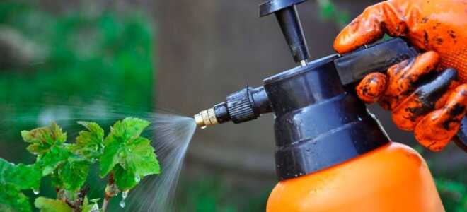 Как и чем опрыскивать осенью смородину