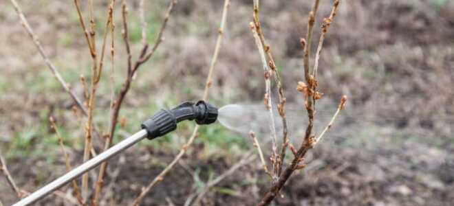 «Профилактин Лайт» для ранневесенней обработки сада