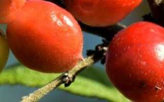 Гибриды вишни и черешни, черемухи и сливы