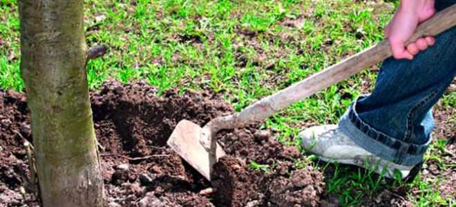 Чем подкормить вишню весной для увеличения урожая, удобрения